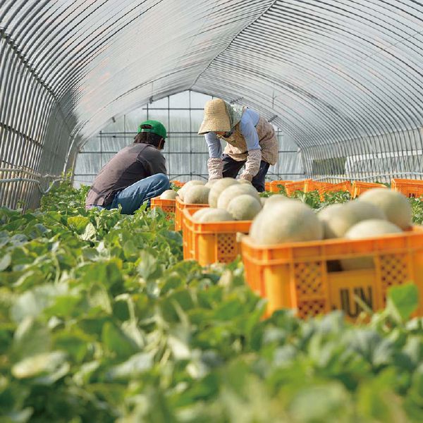 0252糖度16度以上！茨城県旭村産プレミアムアールスメロン極特秀品1箱2玉入り Amazon.co.jp: 糖度16度以上 JA茨城旭村 プレミアム