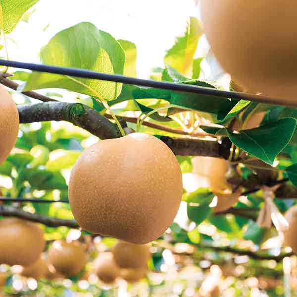 群馬県産 JAはぐくみ はるなの新高梨(8L・5玉)【限定:50点】【お届け期間:10月2日〜10月17日】【KN】　商品画像1