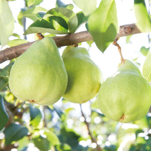 新潟県産 三条市地区渡辺果樹園ネイチャーファームの特選ル レクチエ 930g(大玉2玉)【お届け期間】2025/11/21‐2025/12/20【KN】　商品画像1