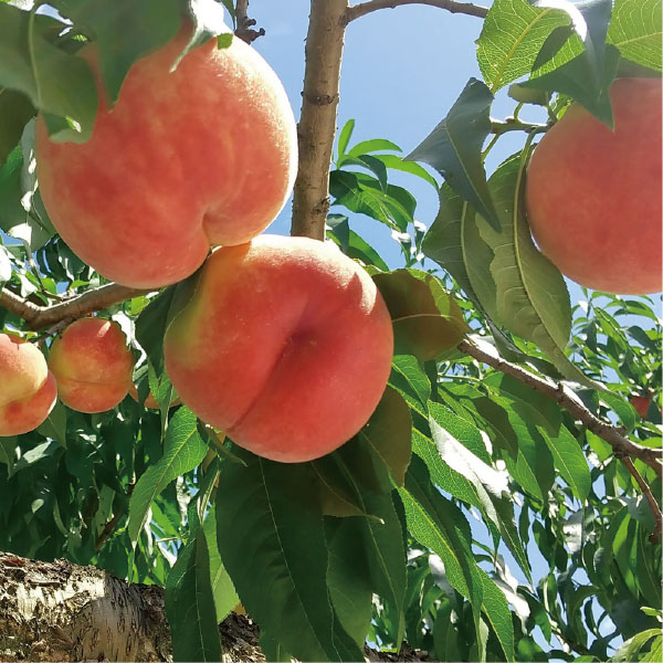 愛知県産(JAあいち豊田) もも(白鳳) 5〜7個 フルーツ箱【お届け期間:7月3日〜7月24日】【CB】　商品画像1