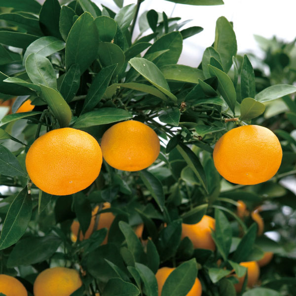 愛知県産(JA蒲郡市) 蒲郡ハウスみかん Mサイズ24個入り【お届け期間:6月10日〜8月7日】【CB】　商品画像1
