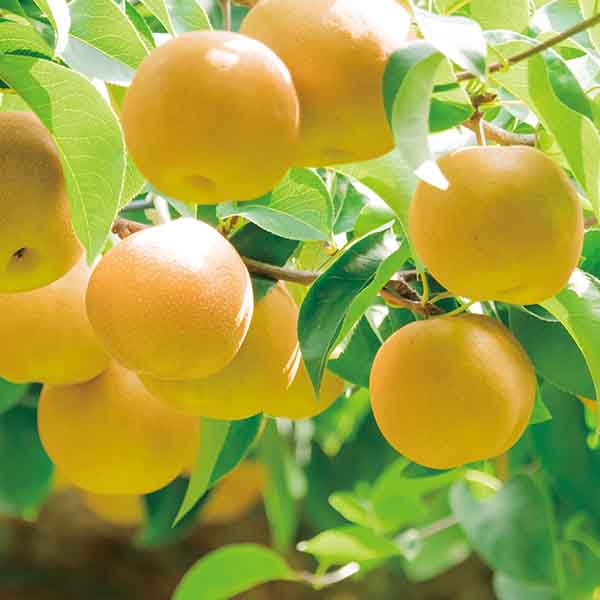 埼玉県産 JAさいたま伊奈梨出荷組合 伊奈町の幸水梨(3L〜4L・5kg・14〜12玉)【限定:100点】【お届け期間:8月1日〜8月23日】【KN】　商品画像1