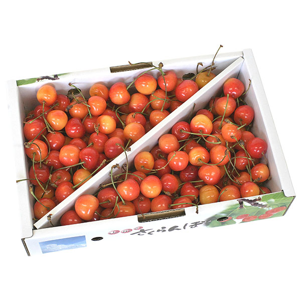 山形県産 さくらんぼ 佐藤錦 不揃い 1kg【お届け期間：6/5〜6/20】【おいしいお取り寄せ】　商品画像1