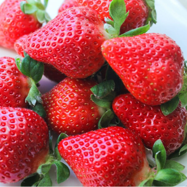 佐賀県産 いちご(いちごさん)化粧箱 450g以上【お届け期間:3月4日〜3月31日】【九州フェア】【NN】　商品画像1