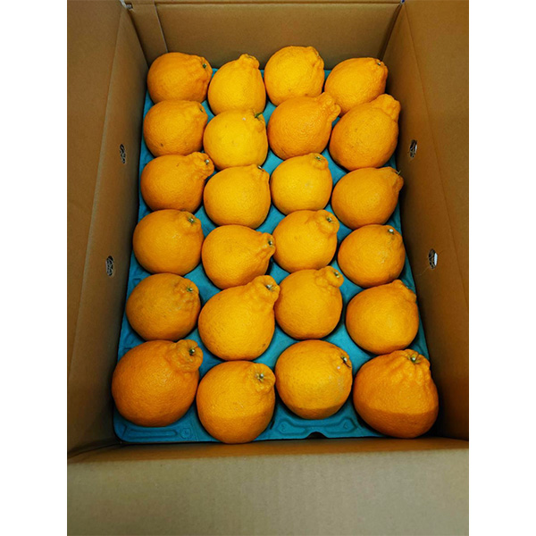 香川県(JA香川県) デコポン 計2.8kg以上 8〜12玉【お届け期間:4月6日〜5月30日】【NN】　商品画像1