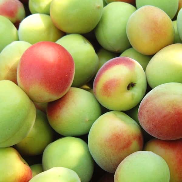 和歌山県産 JAわかやま(紀南地域本部)南高梅(4Lサイズ 5kg)秀品 4Lサイズ 5kg(お届け期間:6月1日〜7月7日)【旬鮮便】【NN】　商品画像1