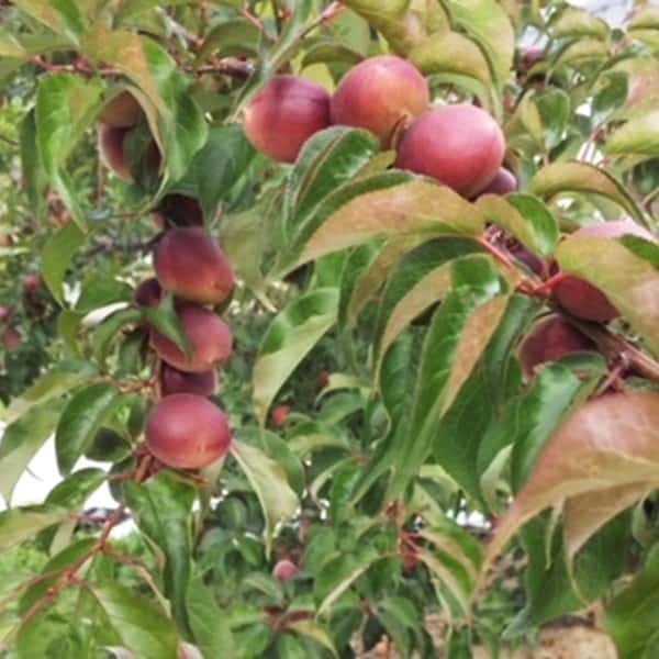 和歌山県産 JAわかやま(紀南地域本部)パープルキング(L〜3Lサイズ 5kg)秀品 L〜3Lサイズ 5kg(お届け期間:6月1日〜7月7日)【旬鮮便】【NN】 商品画像1