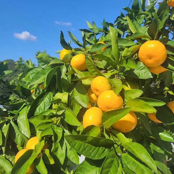 福岡県産 みかん 華たちばな 3kg【お届け期間：12月26日〜12月30日】【年末年始ごちそう特集】　商品画像1