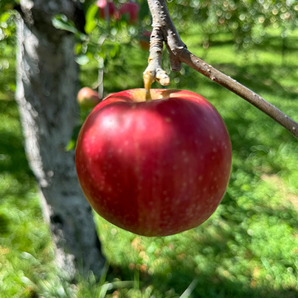 青森県産 田村さんのりんご 紅玉 3kg 11~14個【限定30点】【お届け期間：10月1日〜10月10日】【お買い得セール9月】　商品画像1