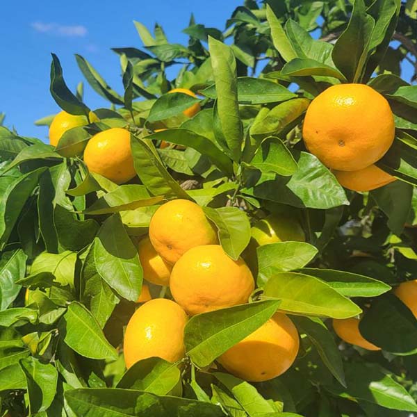 福岡県産 みかん 華たちばなみかん(宮川早生)3kg 糖度11度選果【お届け期間：11月10日〜11月30日】【イオンカード会員限定】　商品画像1