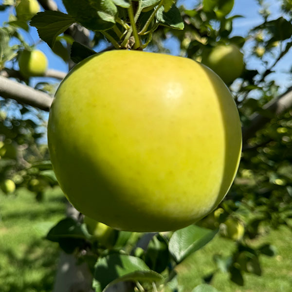 青森県産 田村さんのりんご こうこう 3kg 8〜12個【限定10点】【お届け期間：11月25日〜11月30日】【イオンカード会員限定】　商品画像1