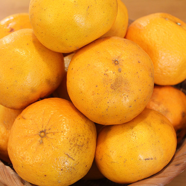 鹿児島県産 ぽんかん 5kg【限定50点】【お届け期間:12月20日〜12月28日】【イオンゴールドカード会員さま限定特別セール12月】 商品画像1