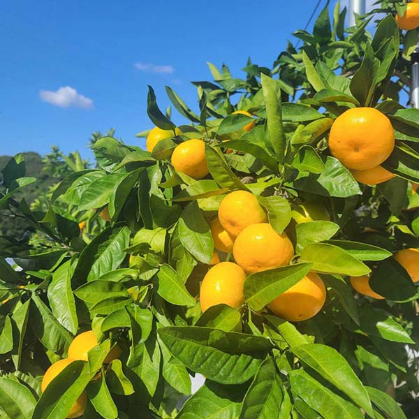福岡県産 いち陽みかん 華たちばな 3kg 糖度12度以上【お届け期間:3月5日〜3月25日】【おいしいお取り寄せ】 商品画像1