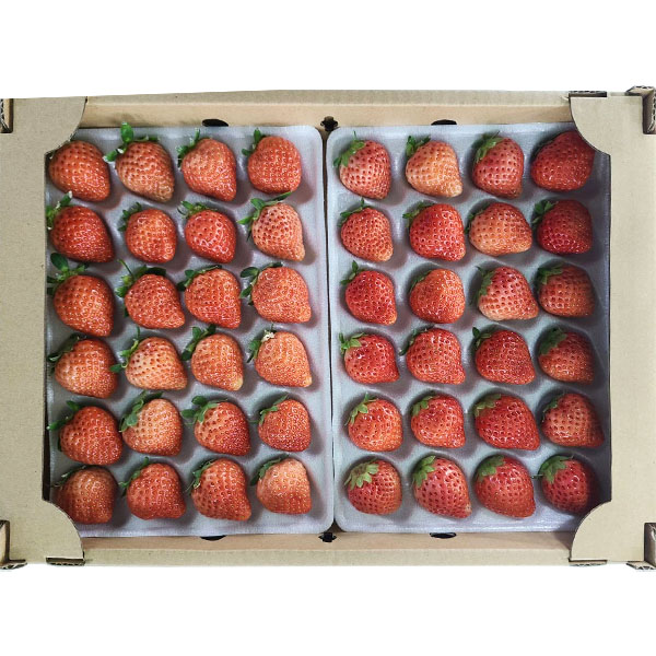 福岡県産 いちご 博多あまおう ソフトパック 250g×2トレー【お届け期間:1月25日〜2月10日】【イオンゴールドカード会員さま限定特別セール1月】 商品画像1