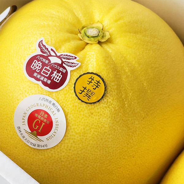 熊本県産 晩白柚 2玉【お届け期間:2月1日〜2月28日】【イオンゴールドカード会員さま限定特別セール1月】 商品画像1