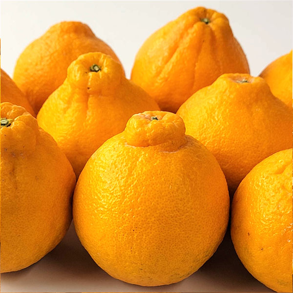 熊本県産 不知火 2kg 5〜8玉【お届け期間:3月1日〜3月25日】【イオンゴールドカード会員さま限定特別セール2月】 商品画像1