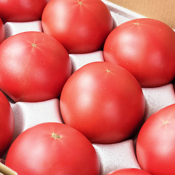 熊本県産JA熊本うき くまもと塩トマト 夢ロマン【お届け期間:3月1日〜3月25日】【イオンゴールドカード会員さま限定特別セール2月】 商品画像1
