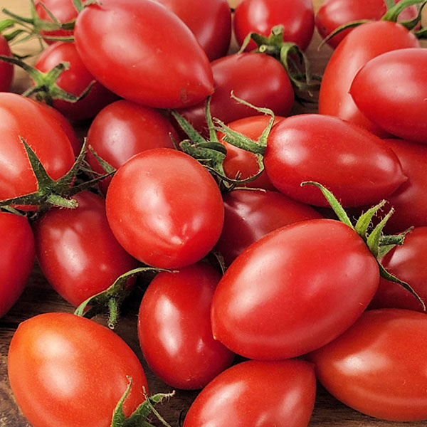 熊本県産 アイコトマト【お届け期間:3月1日〜3月25日】【イオンゴールドカード会員さま限定特別セール2月】 商品画像1