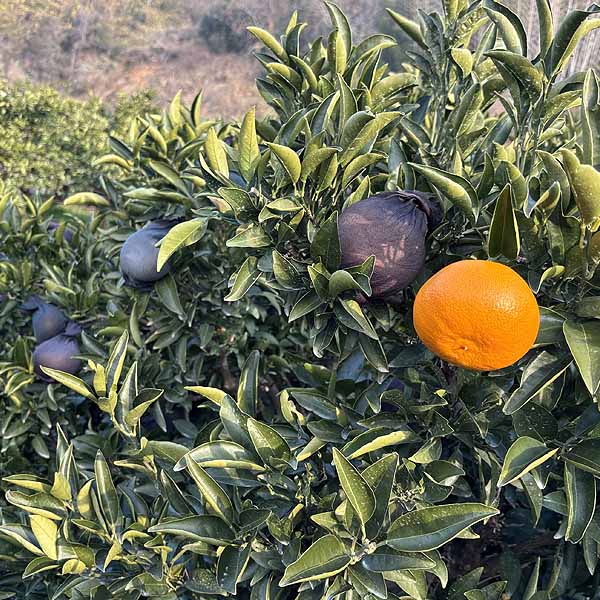 愛媛県産(JAえひめ中央中島選果場)せとか 3kg 2L・3L(12玉・10玉)【お届け期間：3月1日〜3月15日】【イオンゴールドカード会員さま限定特別セール2月】　商品画像1