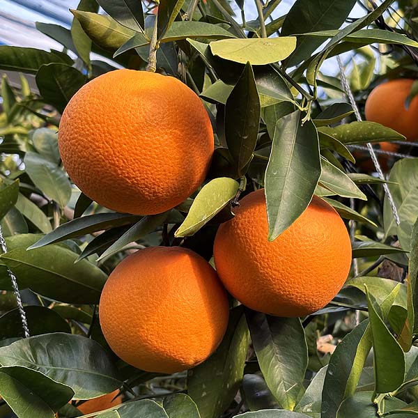 愛媛県産(JAえひめ中央中島選果場)デリッシュネーブル 1.5kg 2L〜4L(6玉ー4玉)【お届け期間:3月1日〜3月15日】【イオンゴールドカード会員さま限定特別セール2月】 商品画像1