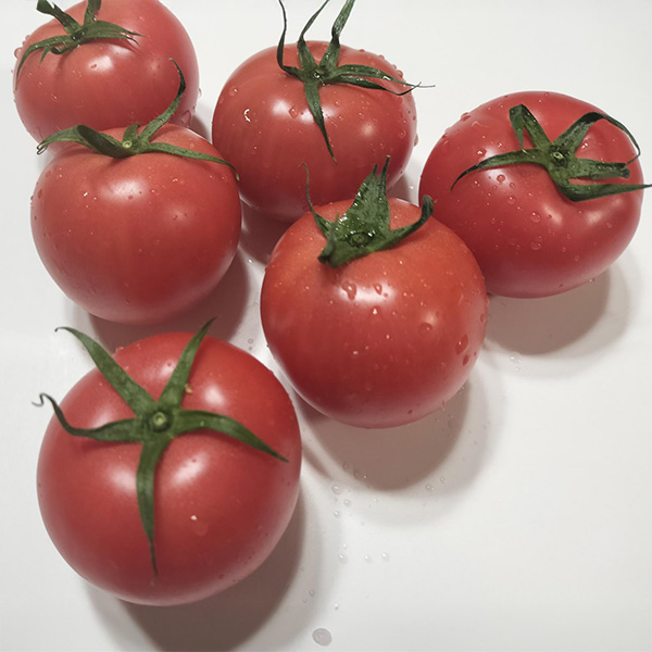 宮城県産 トマト こだわりくん 9〜12個【お届け期間:4月16日〜4月30日】【イオンゴールドカード会員さま限定特別セール4月】 商品画像1