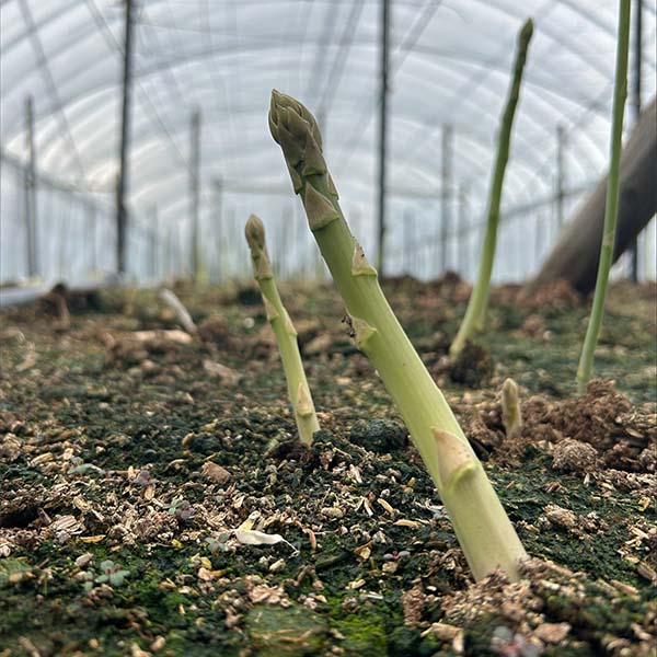 福岡県産 太芽アスパラガス グリーン 800g 2L【限定10点】【お届け期間：4月15日〜4月30日】【イオンゴールドカード会員さま限定特別セール4月】　商品画像1