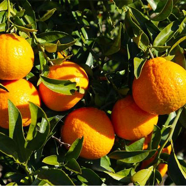 広島県産 葉付きデコポン化粧箱 2.8kg以上 10玉〜15玉【お届け期間:3月10日〜3月31日】【NN】　商品画像1