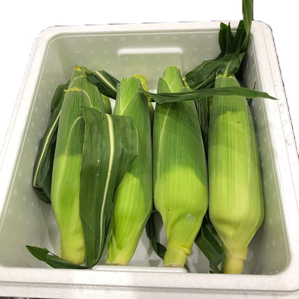 福岡県産(JAかすや) とうもろこし(サニーショコラ ライラ種) 2.4kg【お届け期間：6月20日〜7月10日】【イオンゴールドカード会員さま限定特別セール5月】　商品画像1