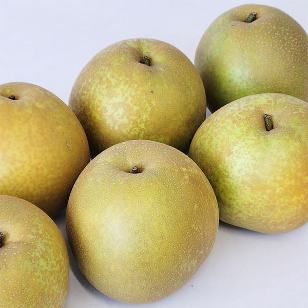 熊本県産 甘太梨 2kg 5〜10玉【限定100点】【お届け期間:9月15日〜9月30日】【サマーセール】 商品画像1