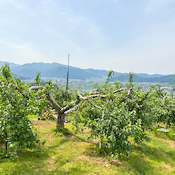 長野県産 信州志賀高原の桃【限定100点】【お届け期間：8月9日〜8月14日】【お盆ごちそう特集】　商品画像1