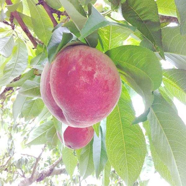 山梨県産(JAふえふき一宮西支所)もも一宮プレミアム 3玉【限定100点】【お届け期間：7月20日〜7月31日】【イオンゴールドカード会員さま限定特別セール6月】　商品画像1