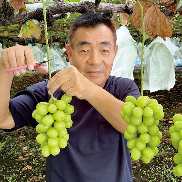 長野県須坂市野辺町産 冨沢さんのぶどうセット(シャインマスカット・クインルージュ)【CB】　商品画像1