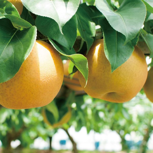 茨城県産筑西市地区JA北つくば プレミアムあきづき梨5kg・12〜10玉「お届け期間」2025/9/6〜2025/9/27【KN】　商品画像1