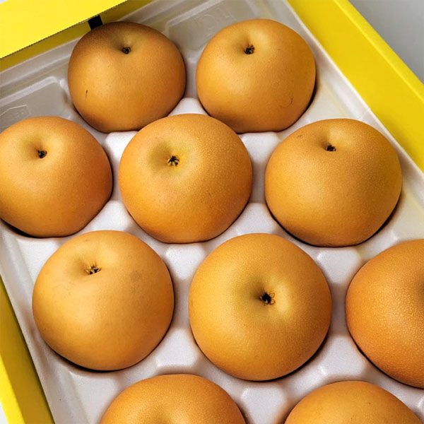 熊本県産 旬の梨 おまかせ 5kg 8〜20玉【お届け期間：8月12日〜9月30日】【サマーセール】　商品画像1