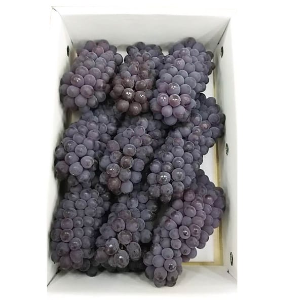 大阪府産 末吉農園のぶどう(デラウェア) 計2.0kg(9房〜15房入り)【お届け期間:7月1日〜7月24日】【旬鮮便】【NN】　商品画像1