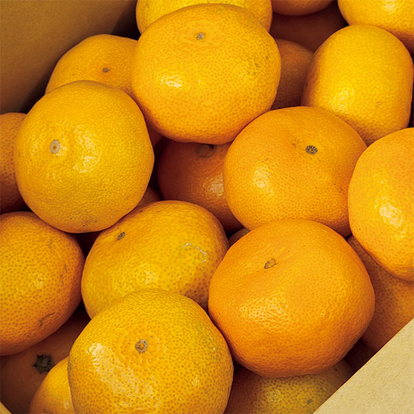 熊本県産 夢未来みかん 4kg【お届け期間：12月1日〜12月31日