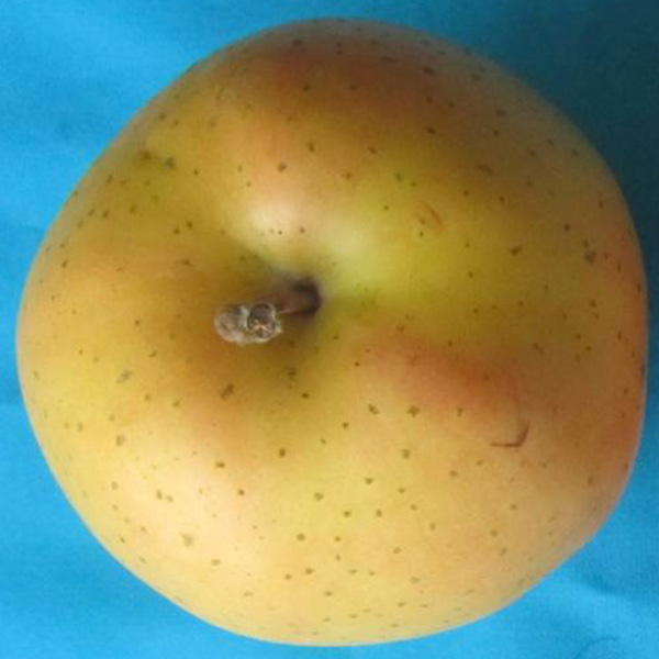 長野県産(JA中野市) りんご なかののきらめき 赤秀以上 5kg(14〜20玉)【限定100点】【お届け期間：11月1日〜11月20日】【秋のうまいもの市】　商品画像1