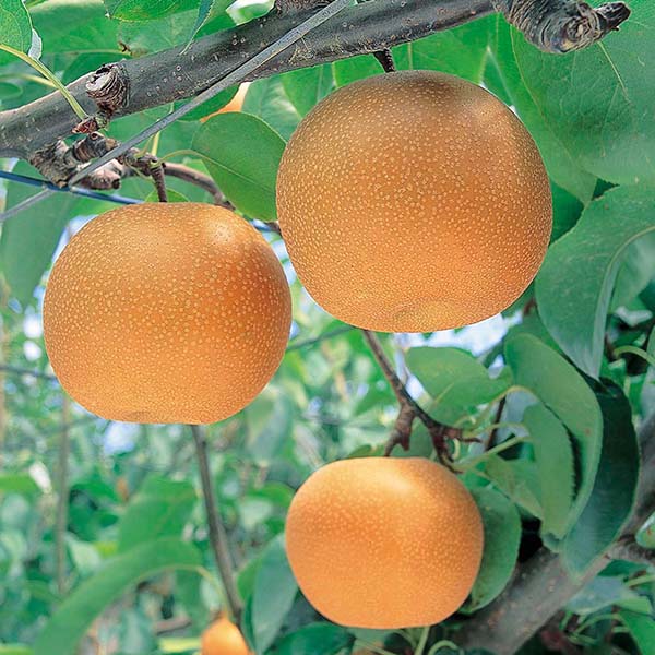 長野県産(JA中野市) 梨 南水 陽だまり 糖度保証14度以上 5kg 14〜18玉【お届け期間：10月1日〜10月31日】【秋のうまいもの市】　商品画像1