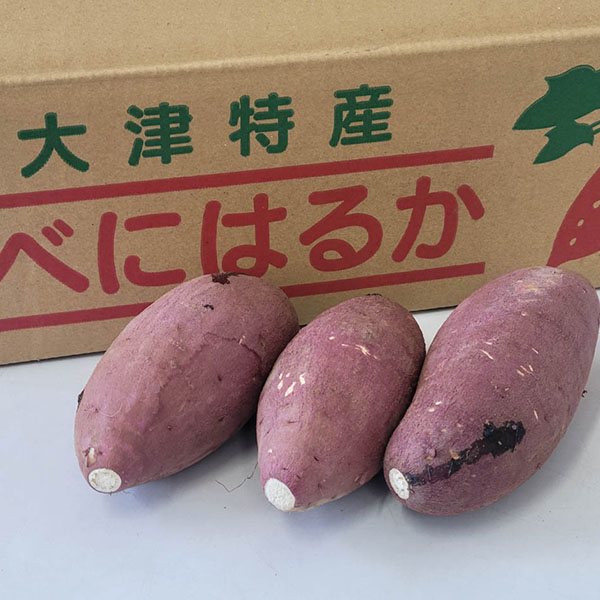 熊本県産 さつまいも 紅はるか 5kg【お届け期間：9月20日〜11月30日】【秋のうまいもの市】【おいしいお取り寄せ】　商品画像1