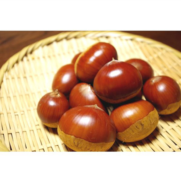 茨城県産 飯沼栗 2kg【お届け期間：10月25日〜11月10日