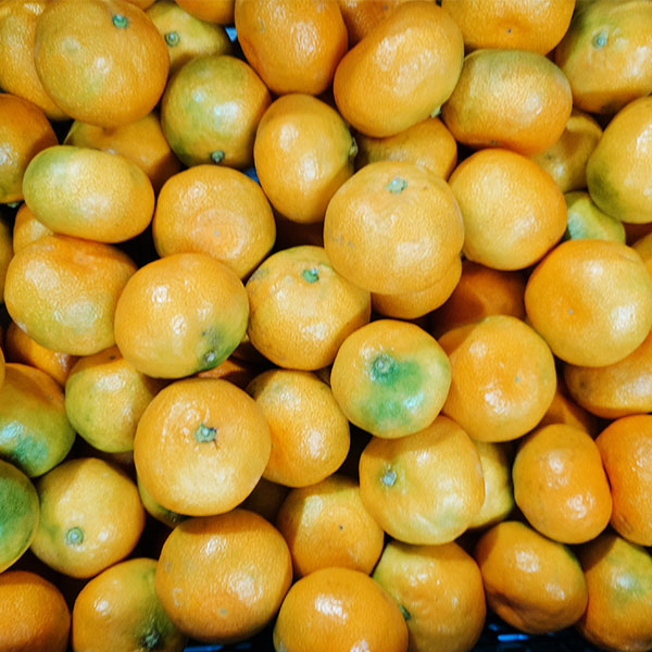 愛媛県産(JA全農えひめ) 極早生みかん 2.8kg【限定300点】【お届け期間：10月1日〜10月31日】【お買い得セール9月】　商品画像1