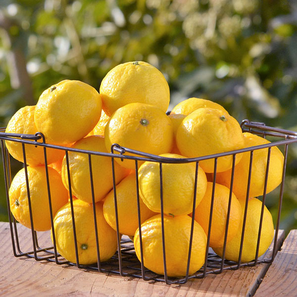 愛媛県八幡浜産 柑橘 媛小春2.3kg以上【限定300点】(お届け期間