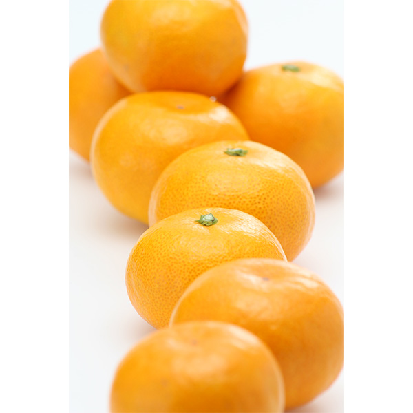 【みかん】 楽天市場】【2025/7/8〜8/31お届け】 愛知県産 田原温室みかん