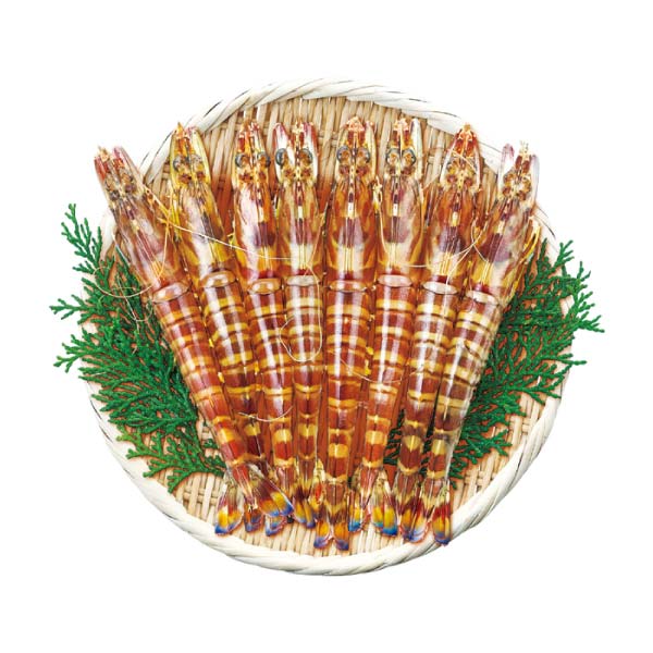 【お届け日承り便】幸福堂 無投薬熊本県産活車えび(養殖)【冬の贈りもの・お歳暮】　商品画像1