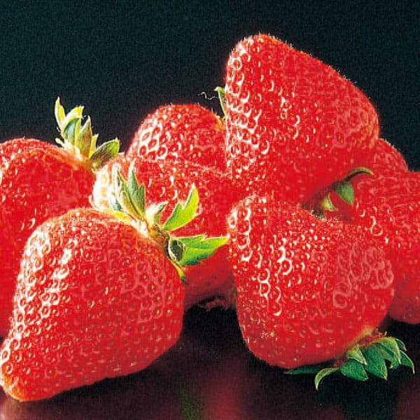 奈良県産 いちご(古都姫・コットンべリー) 古都姫270g以上、コットンベリー250g以上(6〜11粒) 各1パック入・2パック1箱【お届け期間:2月1日〜3月31日】【旬鮮便】【NN】　商品画像1