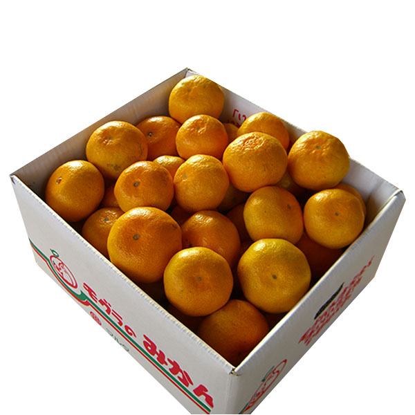 熊本県産 みすみのみかん ご家庭用 5kg【限定500点】【お届け期間：11