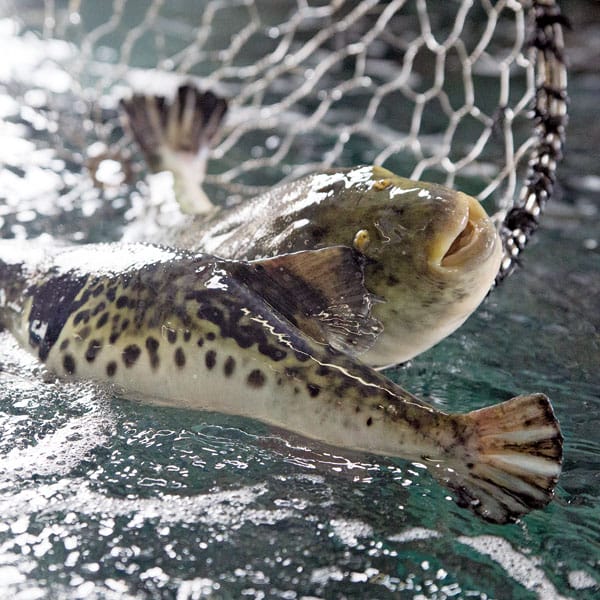 兵庫淡路 若男水産 淡路島三年とらふぐセット(2人前)(とらふぐ鍋用計400g、湯引き皮75g、ふぐヒレ2枚、ぽん酢小袋・もみじおろし×各2)【旬鮮便】【NN】　商品画像1