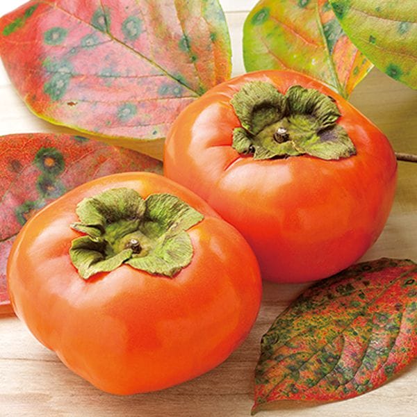 岐阜県産 岐阜県産富有柿 匠L14玉【CB】 商品画像1