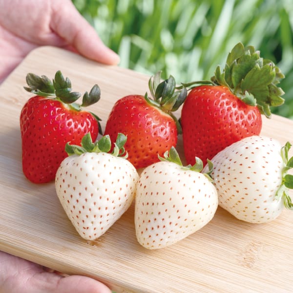 栃木県産真岡市地区ダンディ倶楽部さんのいちご食べ比べセット(とちあいか2パック・ミルキーベリー1パック)各250gパック【お届け期間】2026/1/7‐2026/3/31【KN】　商品画像1