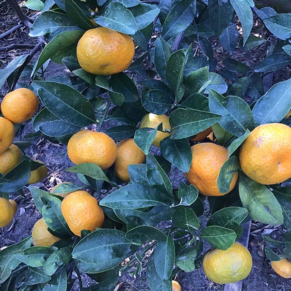 鹿児島県産 桜島小みかん バラ詰め 優品 3kg【限定50点】【お届け期間:12月15日〜12月25日】【Aセレクション12月】 商品画像1